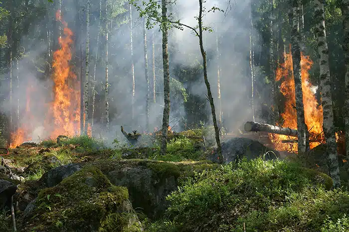 Eastern U.S. Wildfires