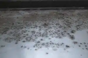 natural remedies for mold