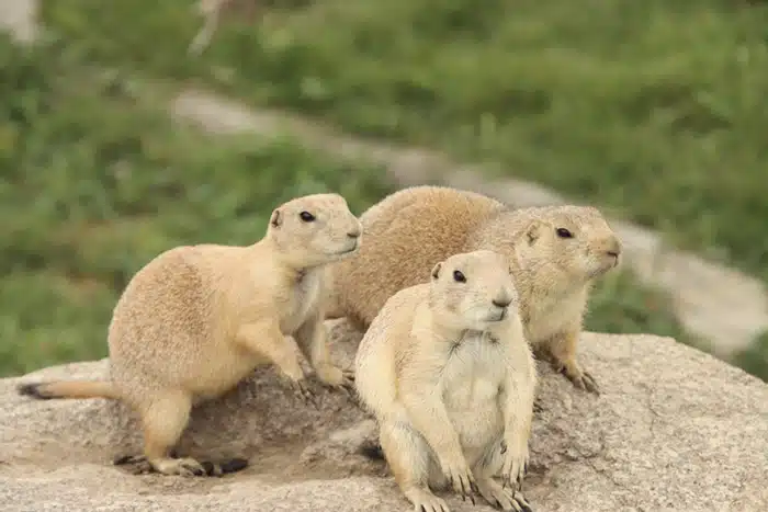 prairie dogs