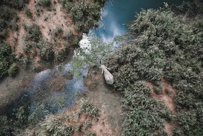 drones for conservation