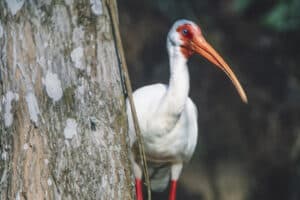 White Ibis, Audubon Corlscrew Swamp Sanctuary, Estero, Florida