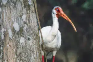 White Ibis, Audubon Corlscrew Swamp Sanctuary, Estero, Florida