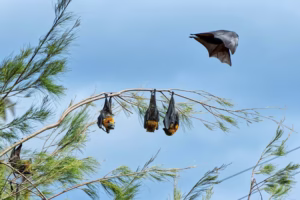bats