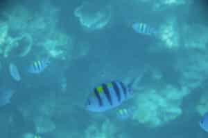 Great Barrier Reef, Hamilton Island, Queensland, Australia