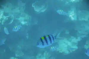 Great Barrier Reef, Hamilton Island, Queensland, Australia