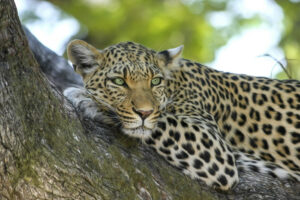 Leopard resting on a tree branch, showcasing its distinctive spotted fur and alert green eyes, relevant to discussions on wildlife conservation and declines in animal populations.
