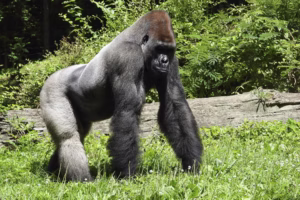 gorilla