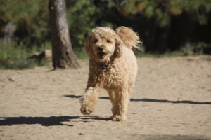 goldendoodle pet