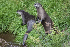 otters