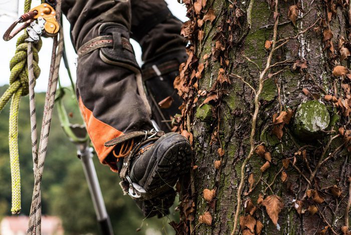 Arborist ascends tree using climbing gear, ropes and metal spikes on boots, pressing against rough trunk with dried leaves.