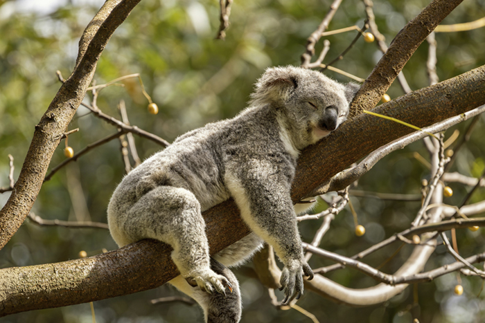 koala