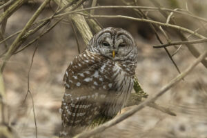 barred owl