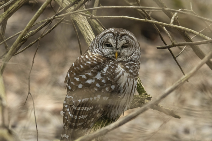 barred owl