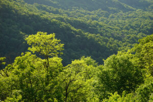 forest