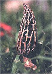 An edible morel mushroom grows on a California lawn. Other fungi—like the Amanita muscaria below—are poisonous. Christopher Nyerges' width=