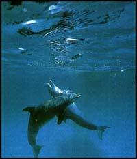 © Donal Tipton/Greenpeace 1994