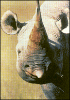 Photo courtesy of World Wildlife Fund