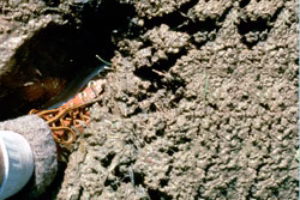 The Poop on Biosolids