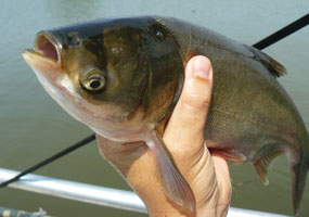 © Great Lakes Fishery Commission