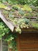 Rooftops Gone Green A review of Small Green Roofs: Low-Tech Options for Greener Living by Nigel Dunnett, Dusty Gedge, John Little, and Edmund C. Snodgrass