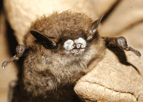 White Nose Syndrome Is Killing Bats and Poses a Major Financial Burden and Environmental Threat