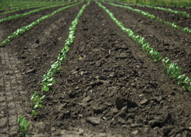 nano-pesticides' width=