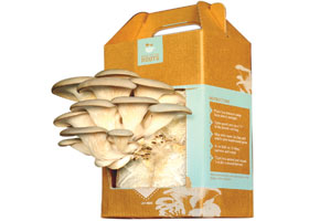 Oyster mushrooms growing from a Back to the Roots home cultivation kit, showcasing sustainable mushroom farming and organic waste recycling.