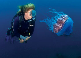 jellyfish © Thinkstock