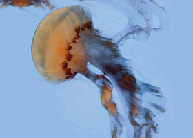 jellyfish