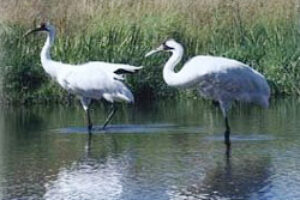 Whooping Cranes Come Back, But Still Not Safe