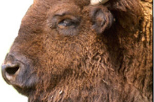 Montana Lifts 15-Year Ban on Bison Hunting