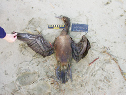 killing seabirds