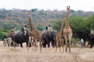 Camp Jabulani allows eco-travelers to take elephant-back safari tours of the local wildlife. © Courtesy of Camp Jabulani