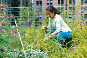 Learning from Green Roofs A Bronx School's Lesson in Saving Energy