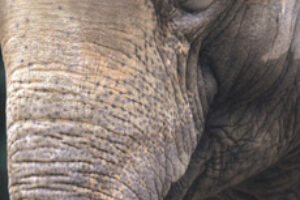COMMENTARY: Do Elephants Cry?