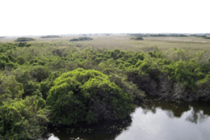 Congress Wakes Up on Everglades Restoration