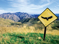condor