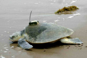 Kemp’s Ridley Sea Turtles on the Rise