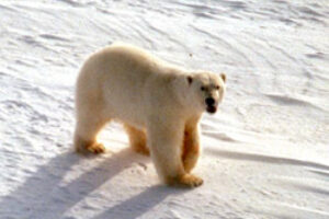 Is the Polar Bear Global Warming’s Canary in a Coalmine?
